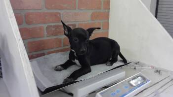 Staffordshire Bull Terrier Dogs Available for Adoption in Houston, Texas - A2073755 | PetCurious