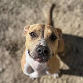 Rescue Pit Bull Terrier Dogs for Adoption in Valdosta, Georgia - Isabella | PetCurious