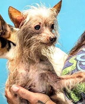 A659087 -  Chinese Crested Dog Dog for Adoption in Houston, Texas - A659087 | PetCurious