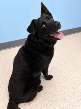 Valkyrie -  Labrador Retriever Dog for Adoption in Gulfport, Mississippi - Valkyrie | PetCurious