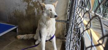 German Shepherd Dog and Mixed Breed Dogs Available for Adoption in San Bernardino, California - FRANCIS | PetCurious