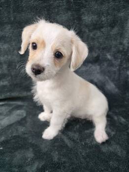 Pearl -  Chihuahua Dog for Adoption in San Francisco, California - Pearl | PetCurious