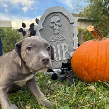Chunkerbutt -  Pit Bull Terrier Dog for Adoption in Cedar Rapids, Iowa - Chunkerbutt | PetCurious