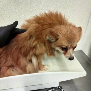 Bonnie - City of Industry Location -  Pomeranian Dog for Adoption in Chino Hills, California - Bonnie - City Of Industry Location | PetCurious