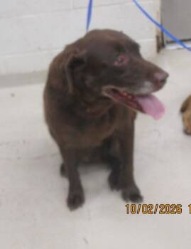 Nicky(872) -  Labrador Retriever Dog for Adoption in Marietta, Georgia - Nicky(872) | PetCurious