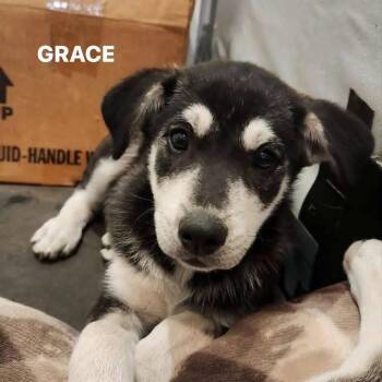Grace -  German Shepherd Dog and Husky Dog for Adoption in New London, Wisconsin - Grace | PetCurious