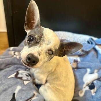 Beaker 14474 -  Chihuahua Dog for Adoption in San Francisco, California - Beaker 14474 | PetCurious