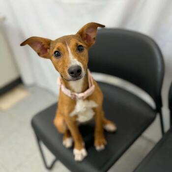 Chihuahua and Dachshund Dogs Available for Adoption in Martinsville, Indiana - Ketchup | PetCurious