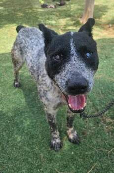 Cory -  Australian Cattle Dog Blue Heeler Dog for Adoption in Aurora, Colorado - Cory | PetCurious