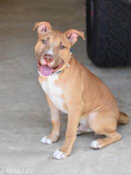 Berkley -  Pit Bull Terrier Dog for Adoption in Conroe, Texas - Berkley | PetCurious