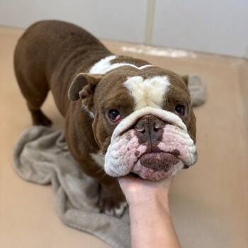 Charlie -  English Bulldog Dog for Adoption in Phoenixville, Pennsylvania - Charlie | PetCurious