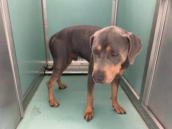 A552255 -  Weimaraner and Doberman Pinscher Dog for Adoption in Moreno Valley, California - A552255 | PetCurious