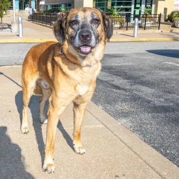 DIDGERIDOO -  Labrador Retriever and German Shepherd Dog Dog for Adoption in St. Louis, Missouri - DIDGERIDOO | PetCurious