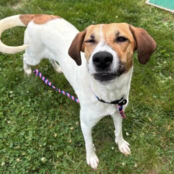 Guppy -  Mixed Breed Dog for Adoption in East Hanover, New Jersey - Guppy | PetCurious