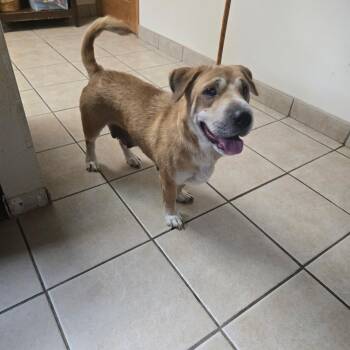 Rina -  Shar Pei and Mixed Breed Dog for Adoption in West Branch, Michigan - Rina | PetCurious