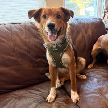 Wheezer -  Shepherd Dog for Adoption in Chicago, Illinois - Wheezer | PetCurious