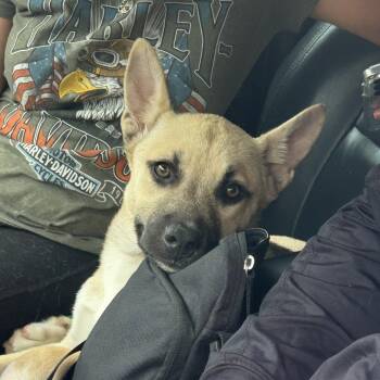 Mixed Breed Dogs Available for Adoption in Columbus, Georgia - 04/18/2026-Stray-SteamMillPl | PetCurious