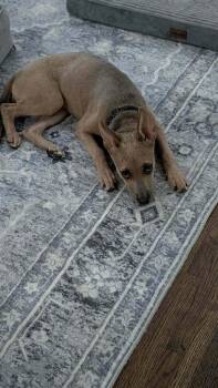 Kenzie -  Mixed Breed Dog for Adoption - Kenzie | PetCurious