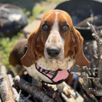 Rosie -  Basset Hound Dog for Adoption in Farragut, Tennessee - Rosie | PetCurious