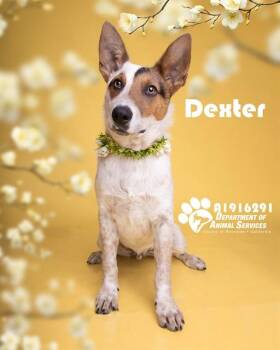 DEXTER -  Australian Cattle Dog Blue Heeler Dog for Adoption in Riverside, California - DEXTER | PetCurious