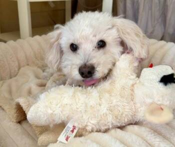 Maltese and Poodle Dogs Available for Adoption in Ocean Township, New Jersey - Benny - Loving Senior | PetCurious
