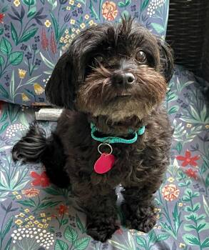 Dolly -  Shih Tzu and Poodle Dog for Adoption in Arlington, Virginia - Dolly | PetCurious
