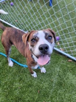 Rescue Mixed Breed Dogs for Adoption in Savannah, Georgia - Summit | PetCurious