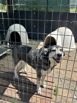 PIXEL -  Husky and Mixed Breed Dog for Adoption in Frisco, Colorado - PIXEL | PetCurious