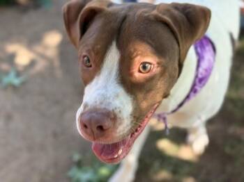 Pit Bull Terrier and Mixed Breed Dogs Available for Adoption in Tulsa, Oklahoma - ARMANI | PetCurious