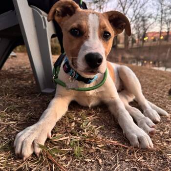 Mixed Breed Dogs Available for Adoption - Fig | PetCurious