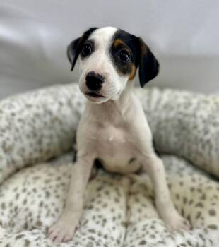 Starbucks: Vanilla Bean -  Coonhound Dog for Adoption in Palo Alto, California - Starbucks: Vanilla Bean | PetCurious