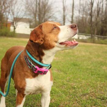 Beagle and Terrier Dogs Available for Adoption in Louisville, Kentucky - Cauliflower | PetCurious