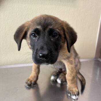 Meep -  Mixed Breed Dog for Adoption in Clavet, Saskatchewan - Meep | PetCurious