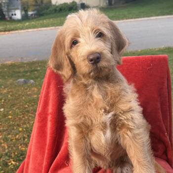Kernel -  Labrador Retriever Dog for Adoption in Minneapolis, Minnesota - Kernel | PetCurious