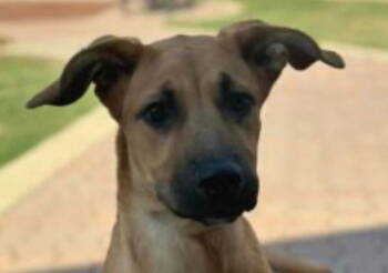 Rescue German Shepherd Dog and Terrier Dogs for Adoption in Bloomfield, Connecticut - Venus | PetCurious