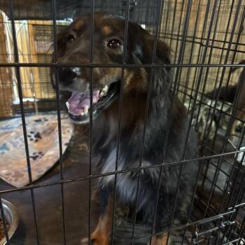 BearKat -  Australian Shepherd Dog for Adoption in Anahuac, Texas - BearKat | PetCurious