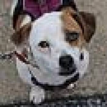 Butch Cassidy -  Beagle Dog for Adoption in Stuarts Draft, Virginia - Butch Cassidy | PetCurious
