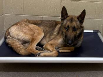 Rescue Husky and Shepherd Dogs for Adoption in Youngstown, Ohio - Liam | PetCurious