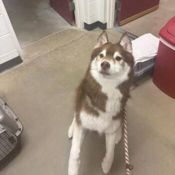 Husky Dogs Available for Adoption in York, Pennsylvania - Neeko | PetCurious