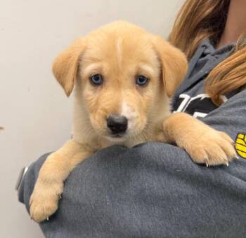 Binx -  Husky Dog for Adoption in Yellowknife, Northwest Territories - Binx | PetCurious