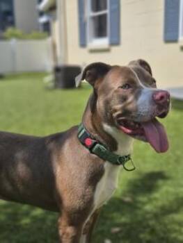 Stimpy -  Mixed Breed Dog for Adoption in Savannah, Georgia - Stimpy | PetCurious