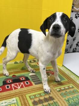 Rescue Australian Cattle Dog Blue Heeler and Mixed Breed Dogs for Adoption in Houston, Texas - Amar | PetCurious