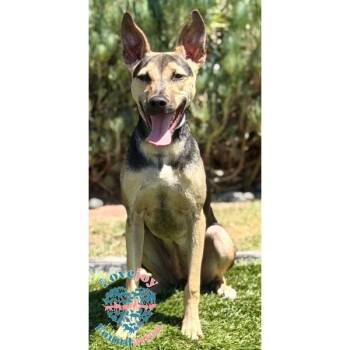 Loki COH -  Terrier and Beagle Dog for Adoption in Inglewood, California - Loki COH | PetCurious