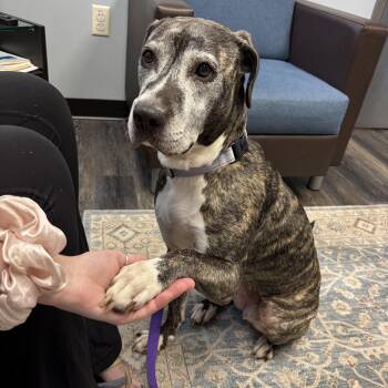 Rescue Plott Hound Dogs for Adoption in Parkton, Maryland - Biddie | PetCurious