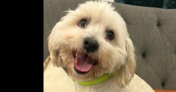 Schnauzer and Poodle Dogs Available for Adoption - Kai (Juno Kyle) | PetCurious