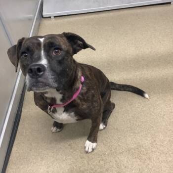 Rescue Pit Bull Terrier and Mixed Breed Dogs for Adoption in Fort Worth, Texas - BAILEY | PetCurious