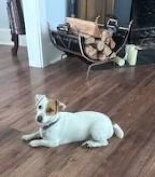 Jack Russell Terrier Dogs Available for Adoption - Stella Ridgefield | PetCurious