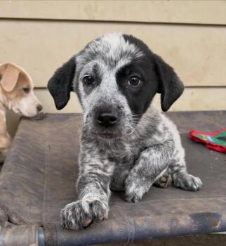 Australian Cattle Dog Blue Heeler Dogs Available for Adoption - Ameila | PetCurious