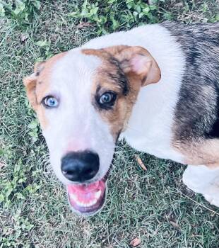 Rescue Australian Shepherd and Labrador Retriever Dogs for Adoption in Houston, Texas - Maverick! Playful And Friendly! | PetCurious
