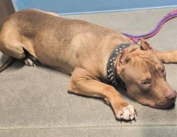 Pit Bull Terrier and Mixed Breed Dogs Available for Adoption - ACE | PetCurious